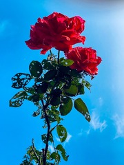 61F1577B-2F79-4DE6-A2C9-47A6EC160AD4/L0/001