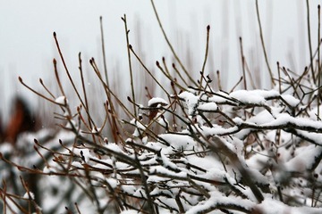 箱根雪景2