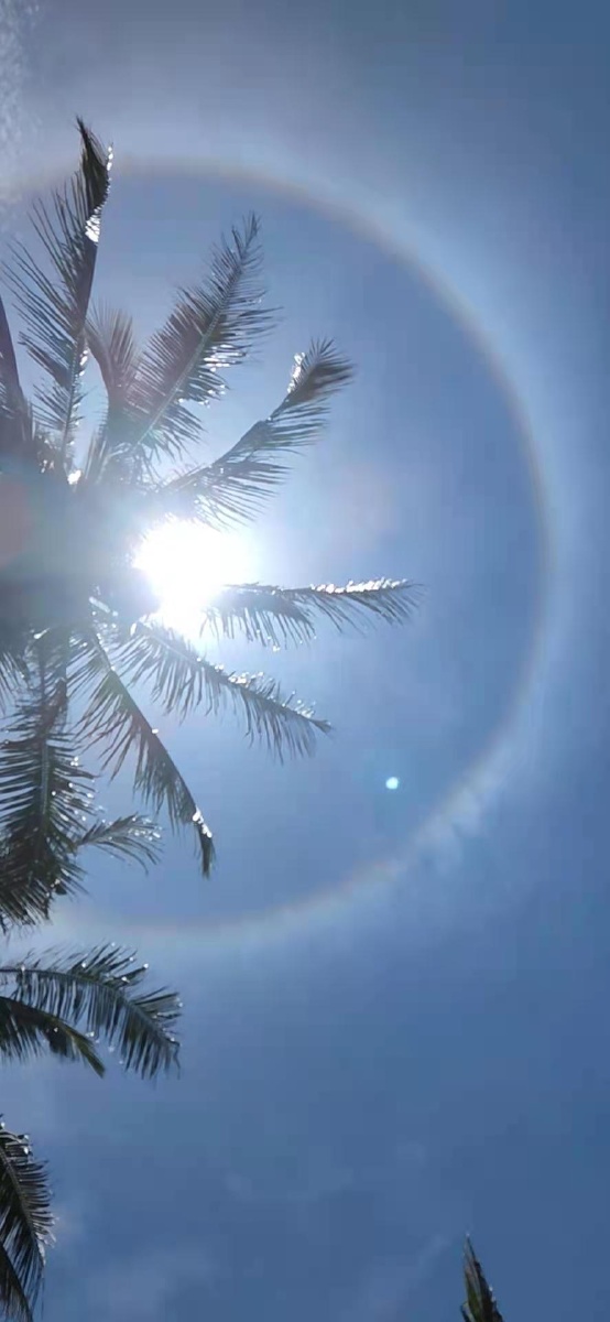 在香蕉树下抬头看见日晕泛出七彩光芒