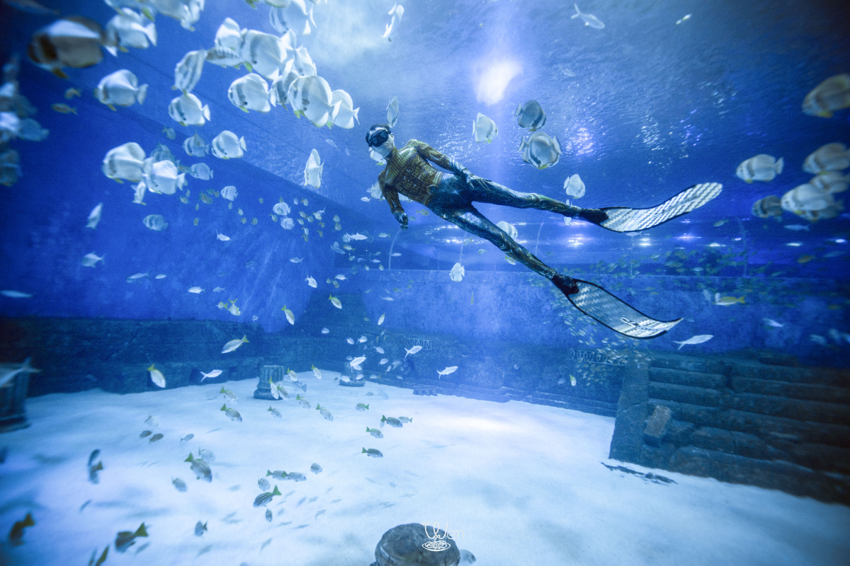 鲛人人鱼摄于重庆汉海海洋公园a7m3163528