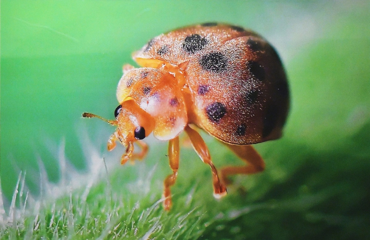 玲珑剔透小瓢虫