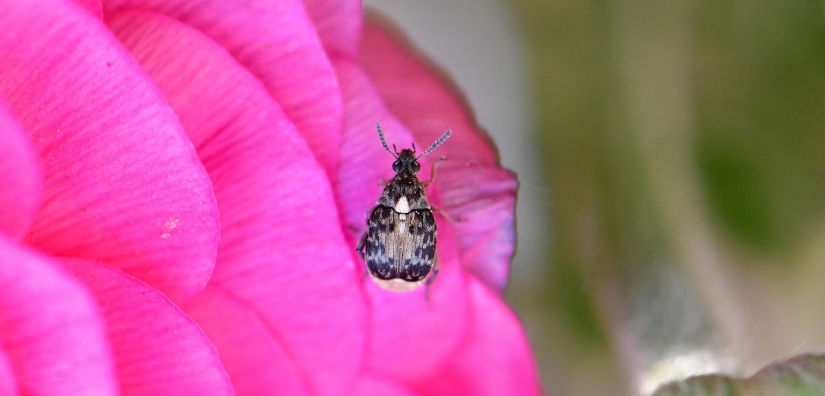 花瓣上的小花牛儿
