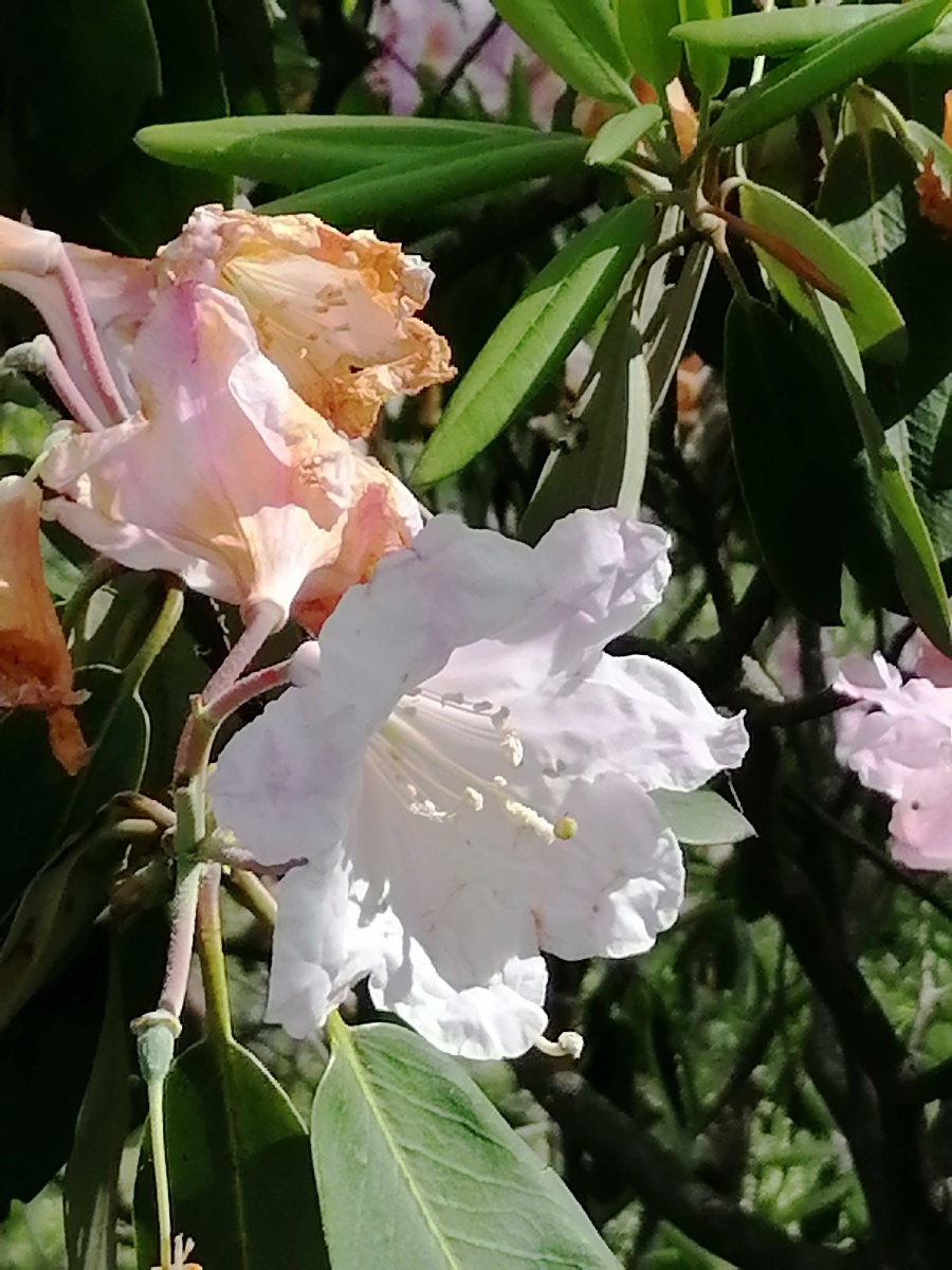 安微马鬃岭杜鹃花