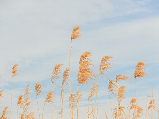 F312C19F-C4D5-4D12-A3E1-56849D93ADF5/L0/001
