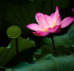 荷花