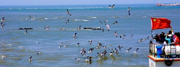 海鸥