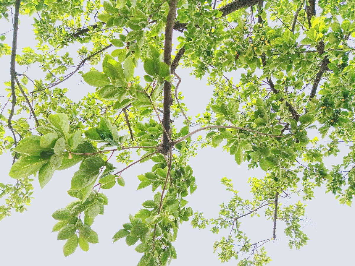 美好记忆夏季的树荫