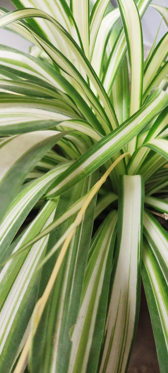 金心吊兰绿植壁纸