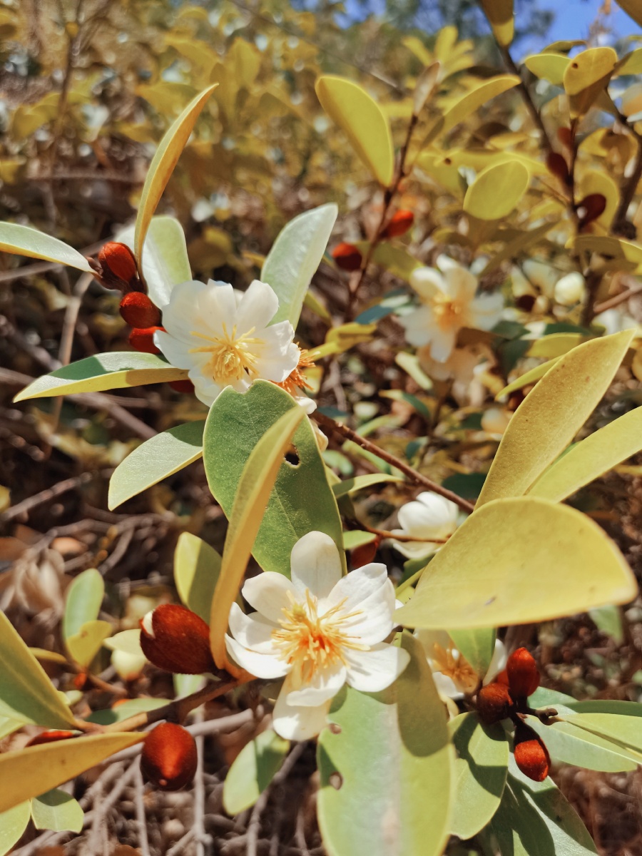 你可能不知道这种只有云南才有的野花山丁香有幸得见一株清新淡雅02