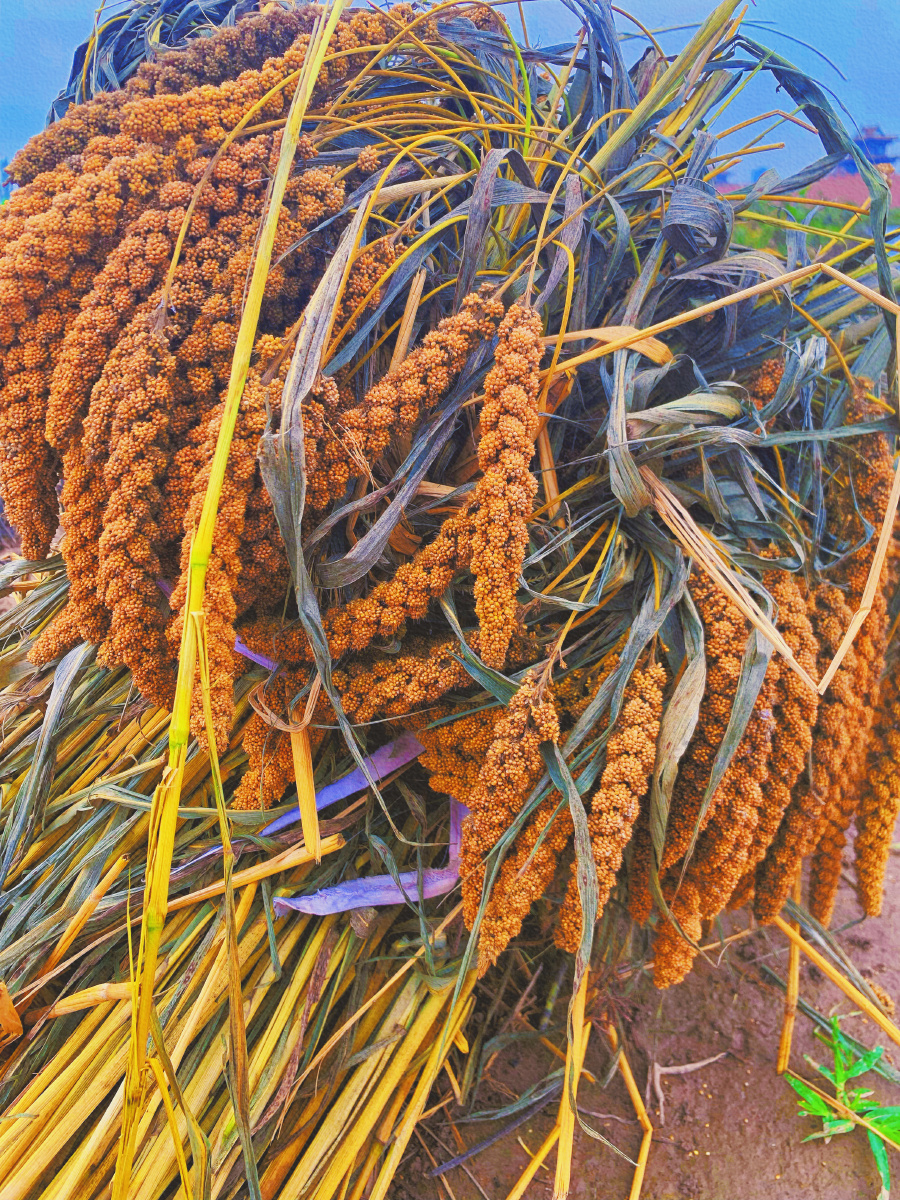 丰收节摄影其名为丰收望来年风调雨顺