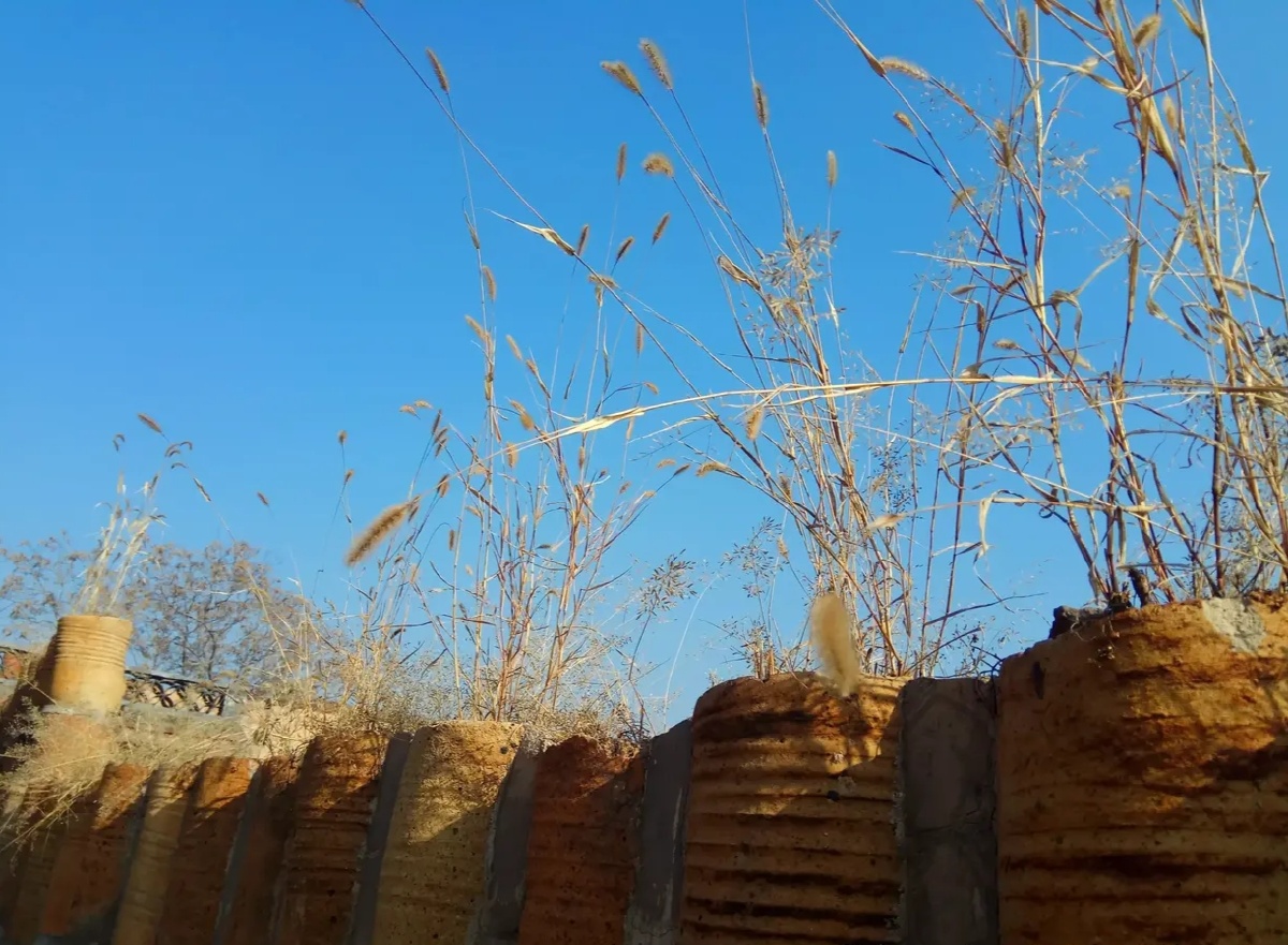 淳朴门牌墙头草随风倒晨风中的响铃那远去的向往生活