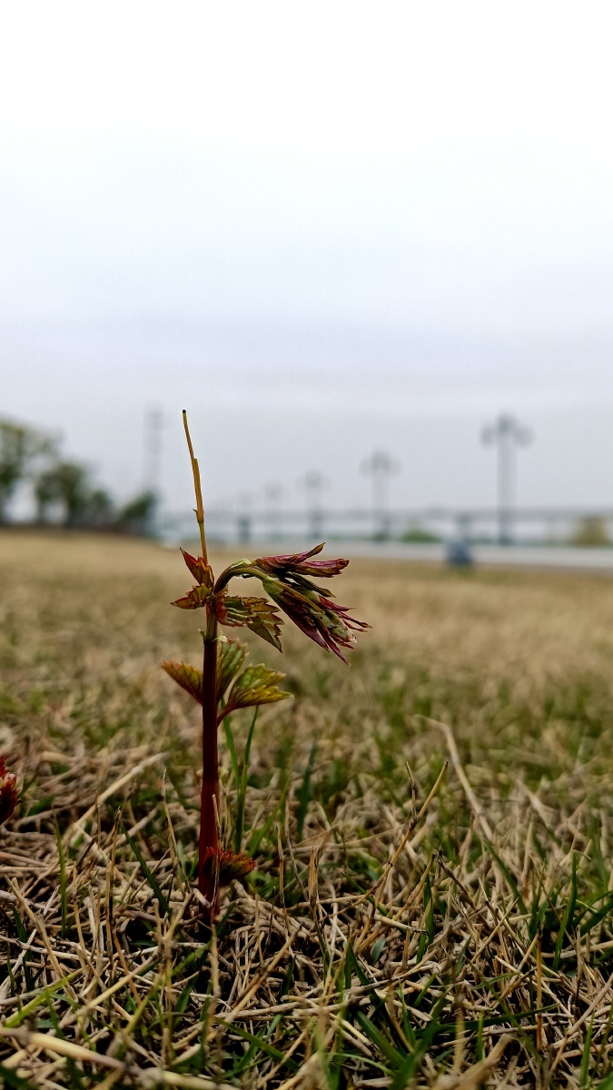 汉口江滩春天绿树花朵大地复苏