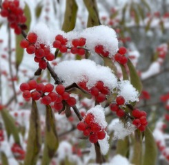 雪