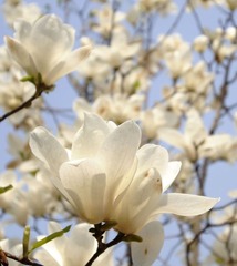 自玉兰0203