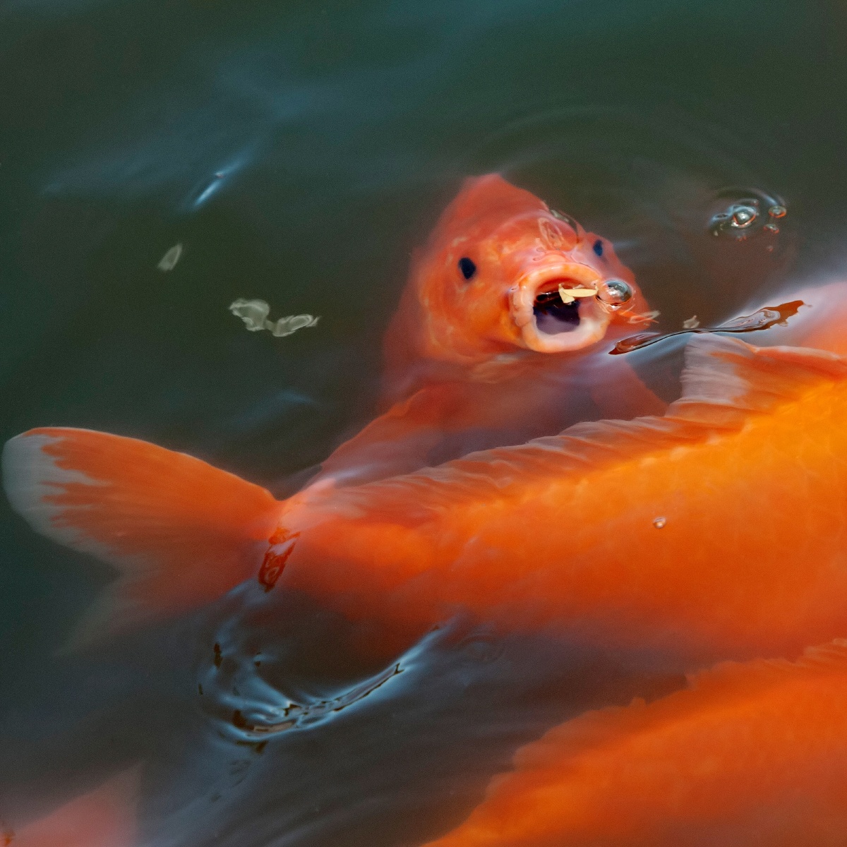 北京61皇家园林里的红鲤鱼年年有余冯黎摄影