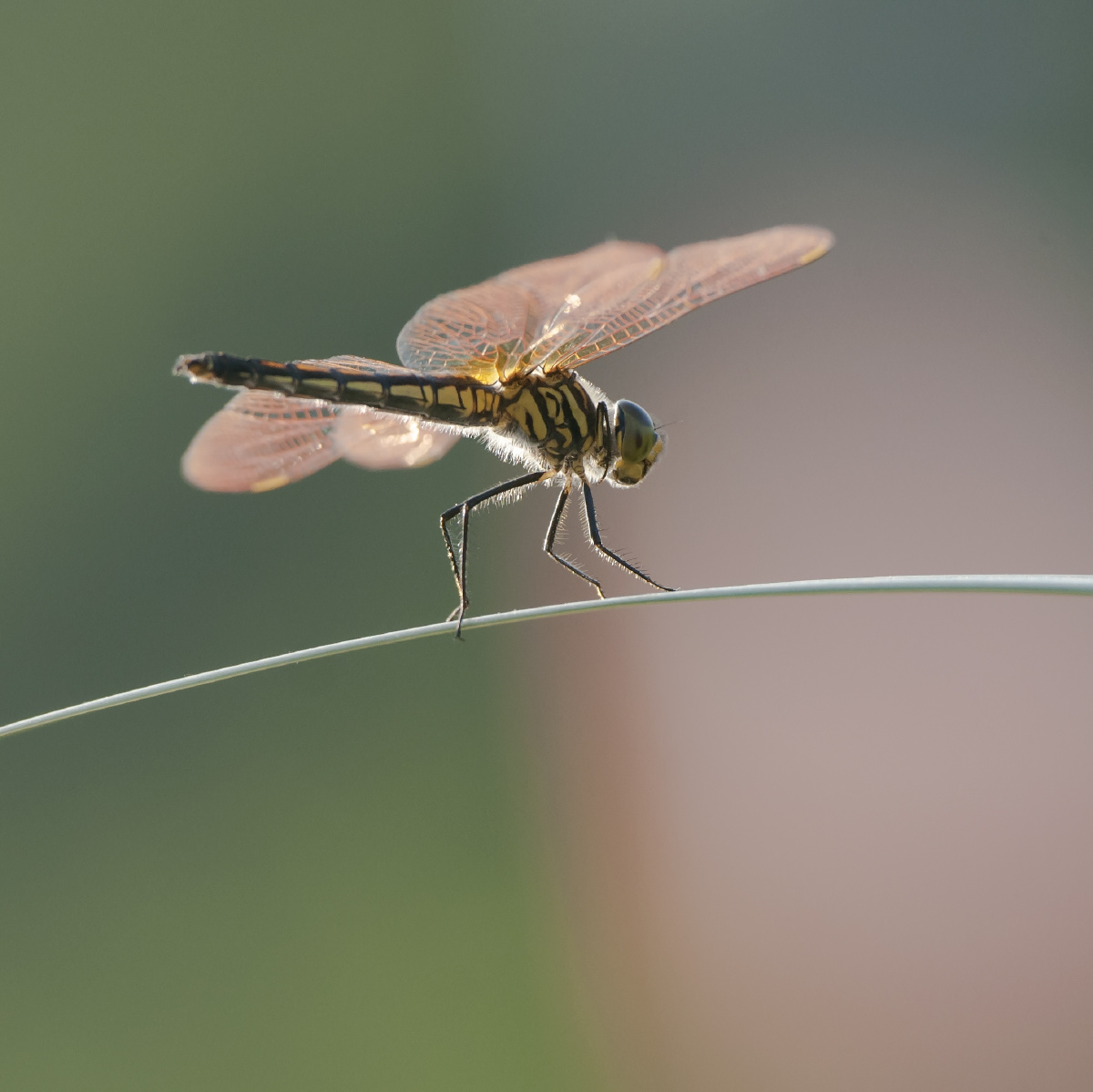 蜻蜓61小时候的记忆