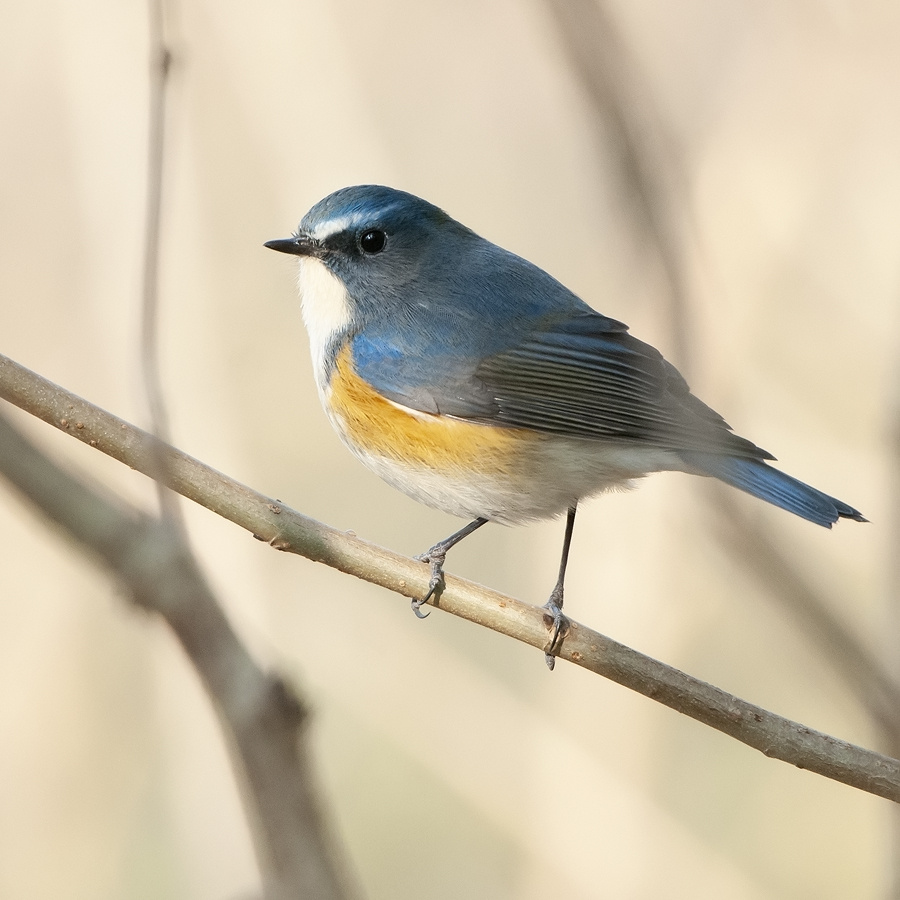 北京皇家园林里的红胁蓝尾雀冯黎摄影