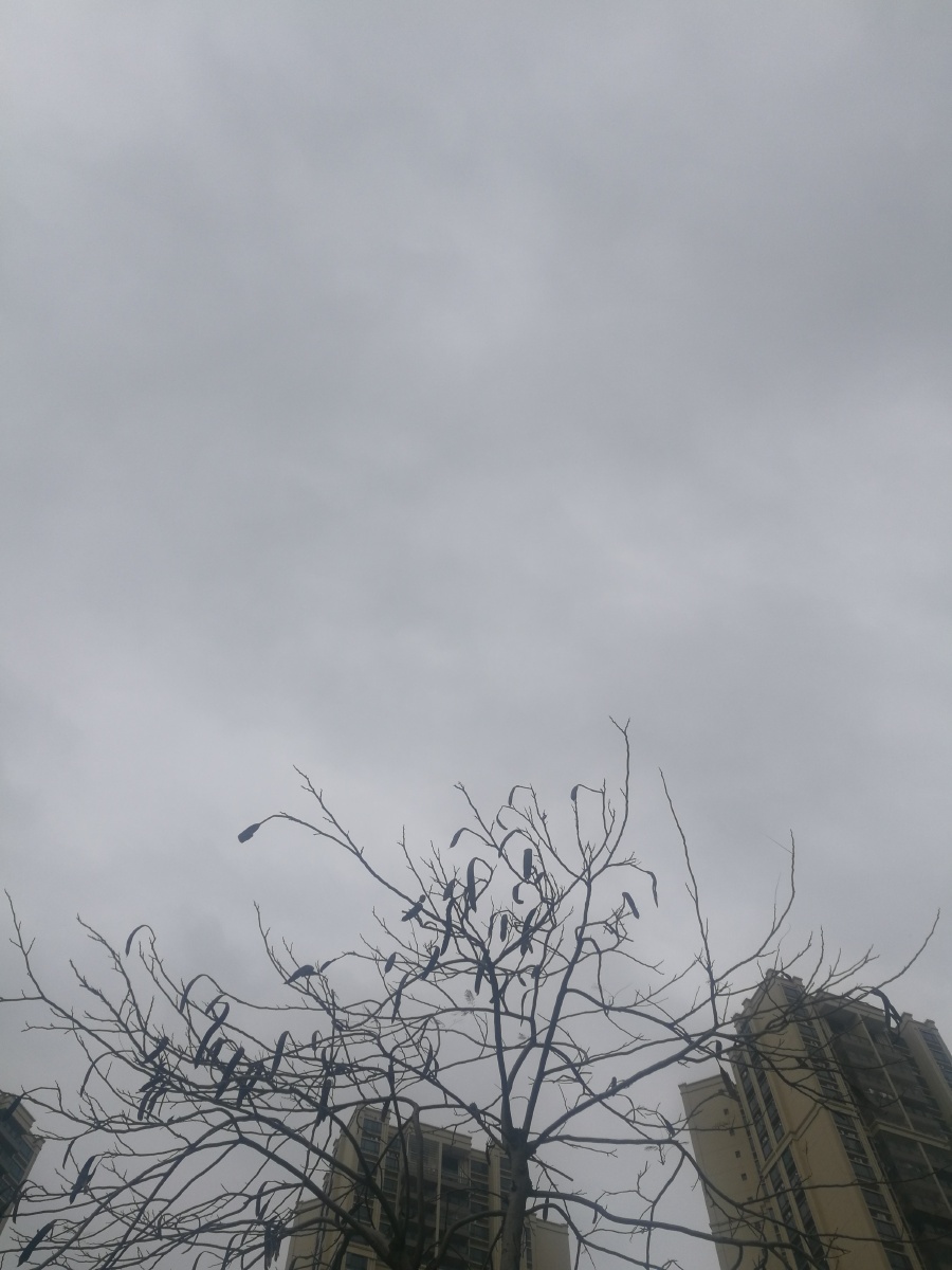  br /> 阴天,高楼,凤凰木,冬天的素美.