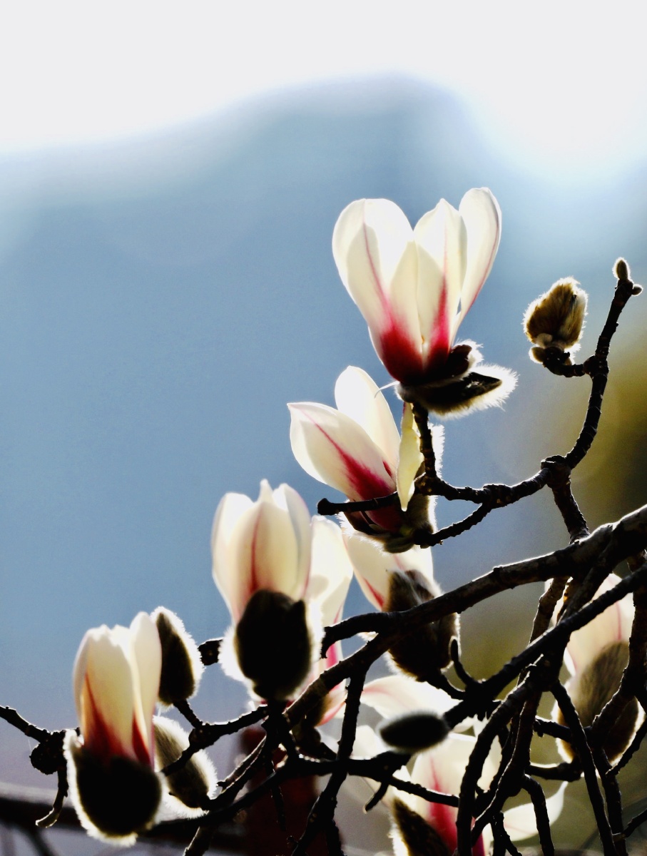 梦幻般的木兰花 - 摄影师谷夫161222310159019 - 图虫