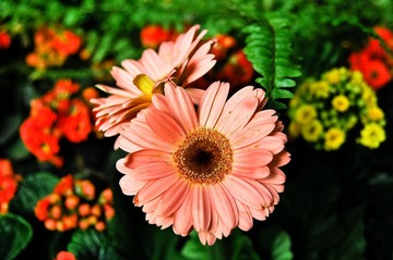 花.jpg