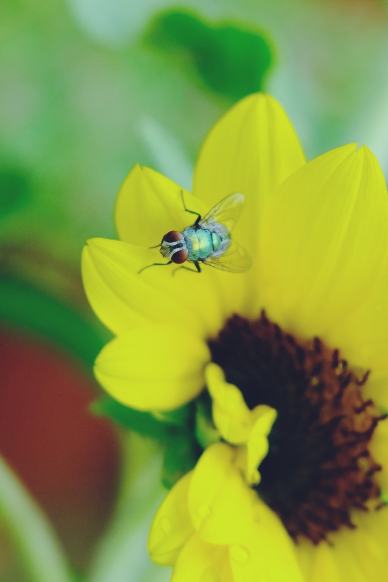 苍蝇与花的故事