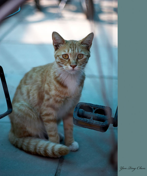 cat - supercat - 图虫网 - 最好的摄影师都在这