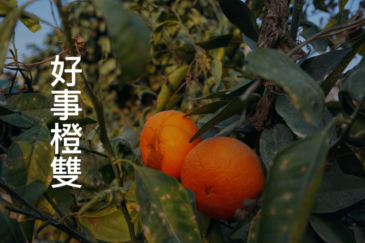 小年心想事橙呀