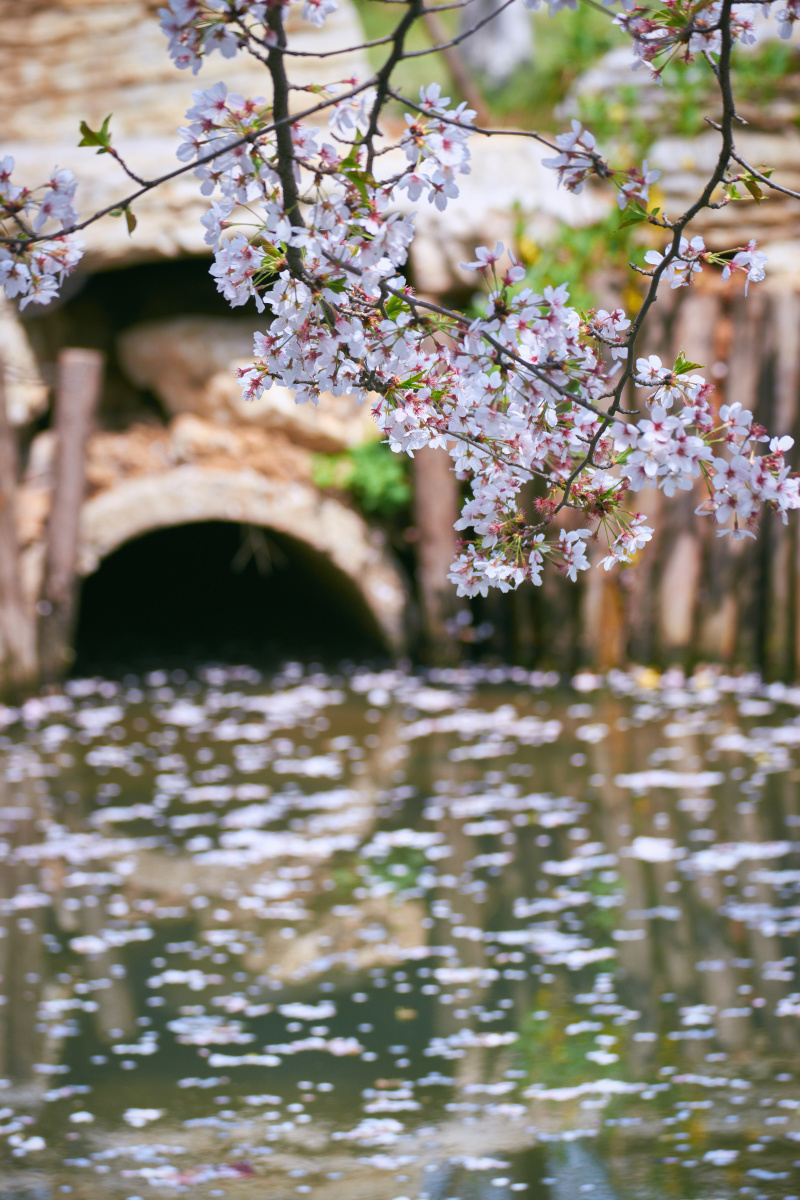 樱花散落一地一水