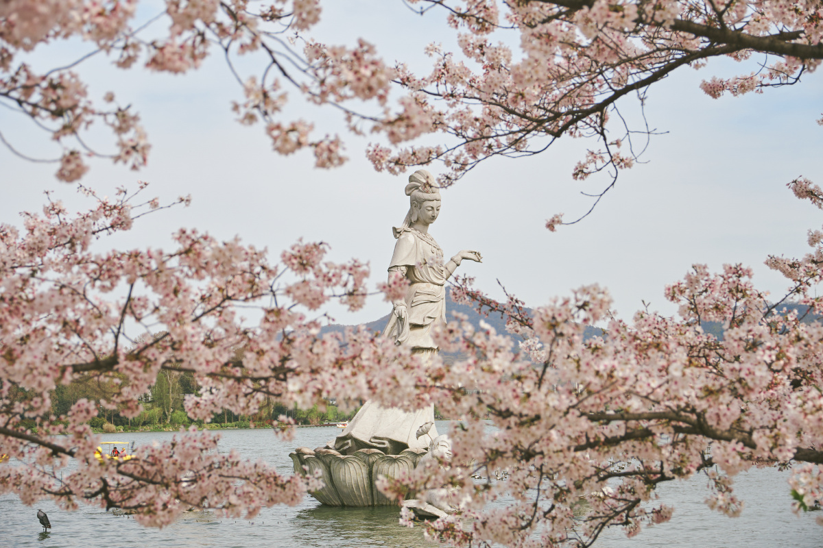 玄武湖樱花季