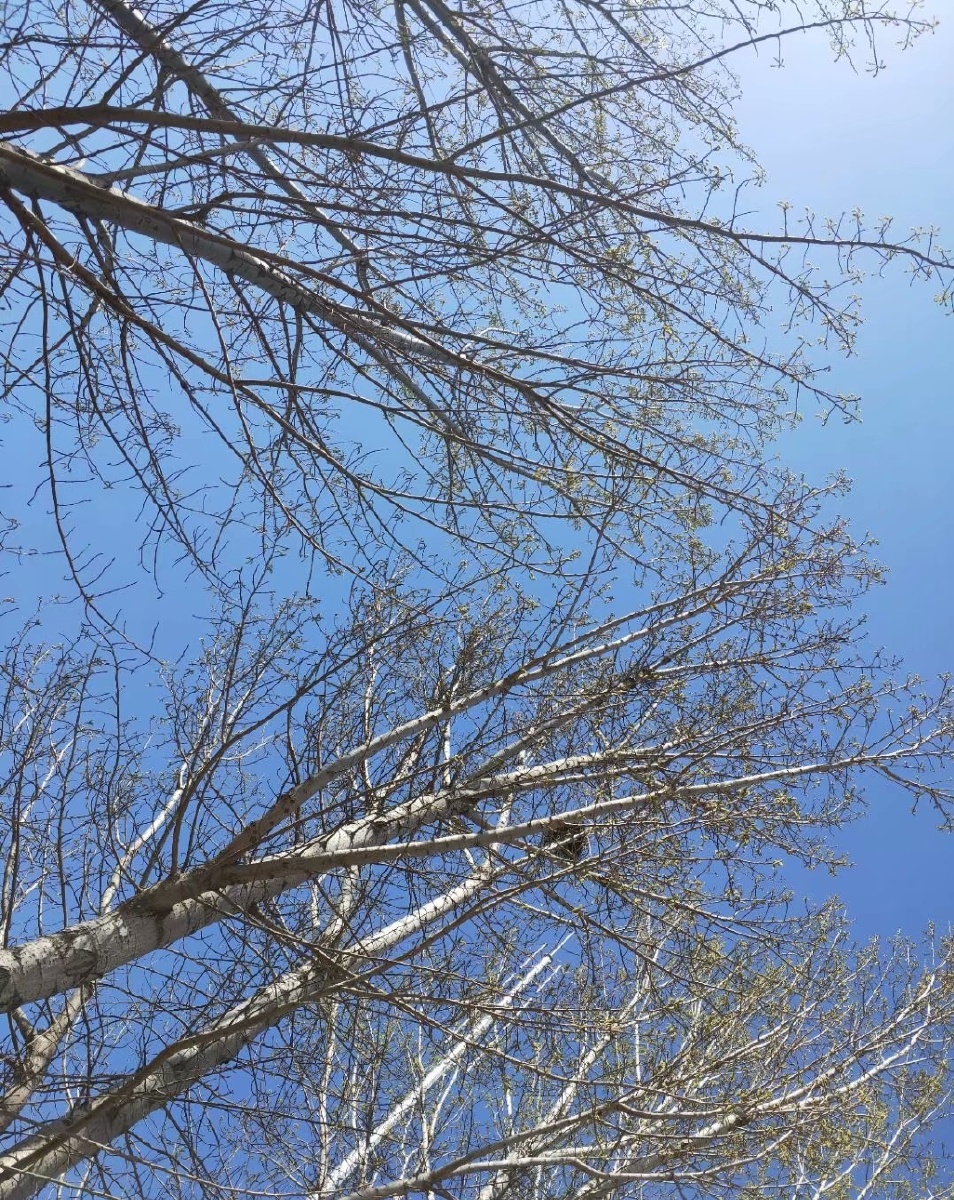 初春刚发芽的杨树