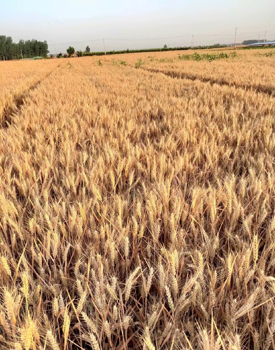 金黄的麦子,麦田