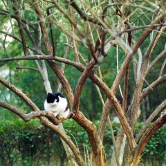 燕南的猫