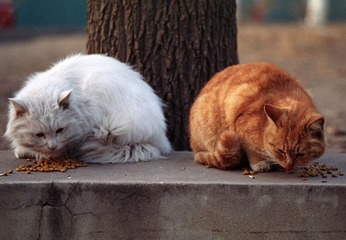 两只猫