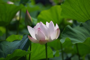 5360800D-45F5-44C1-8CCD-44C4591D1FF5/L0/001