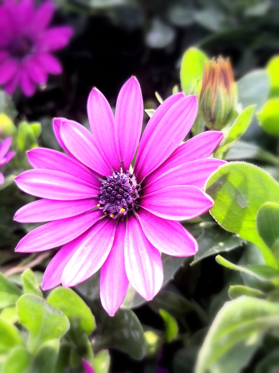 绿化带里的漂亮花花