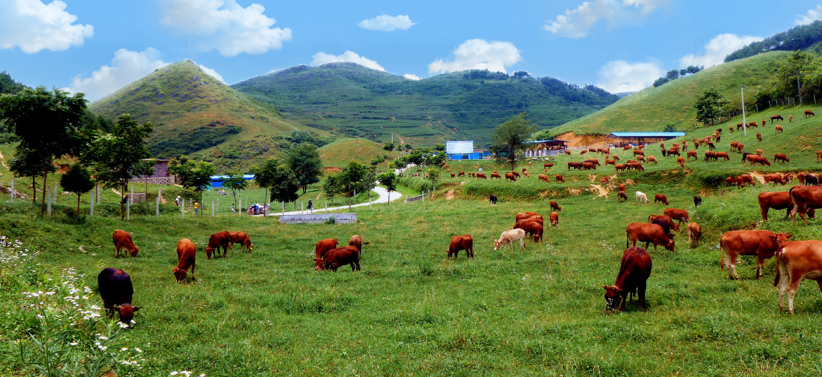 思南黄牛贵州思南蓝天白云农场放牧