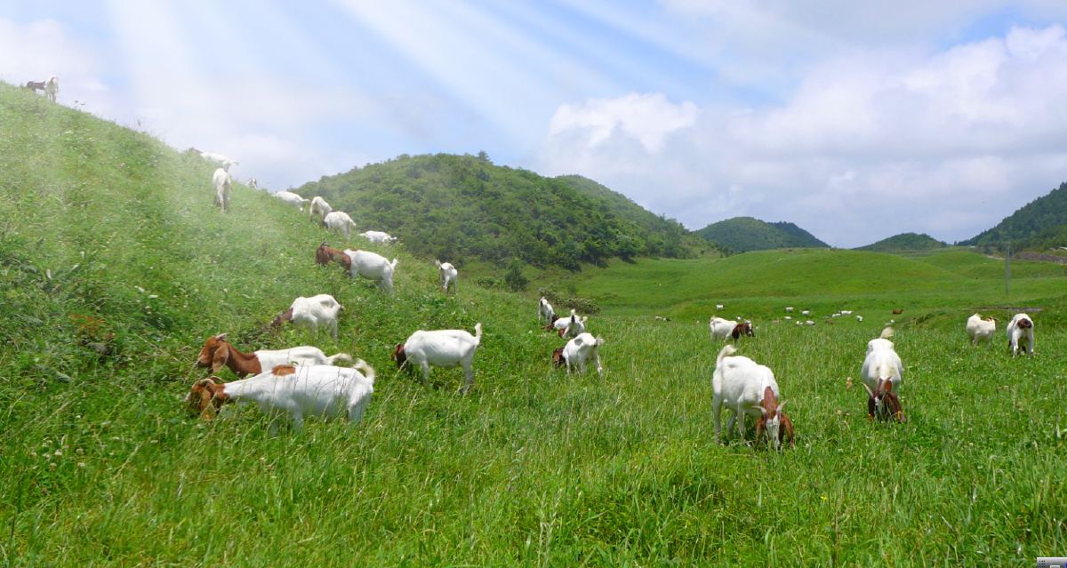 夕阳美羊羊放牧草地乡村振兴