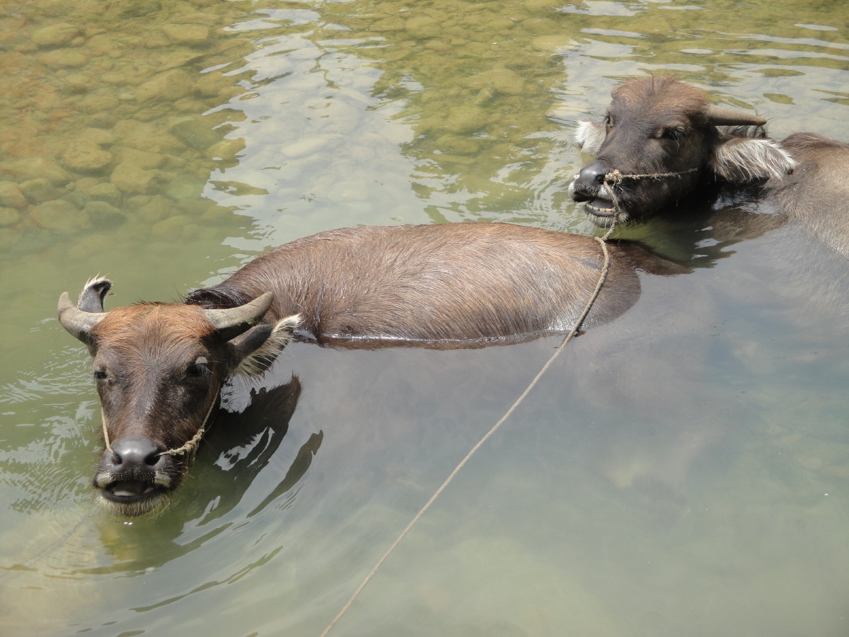 牛年牛休闲戏水梦更圆乡村振兴