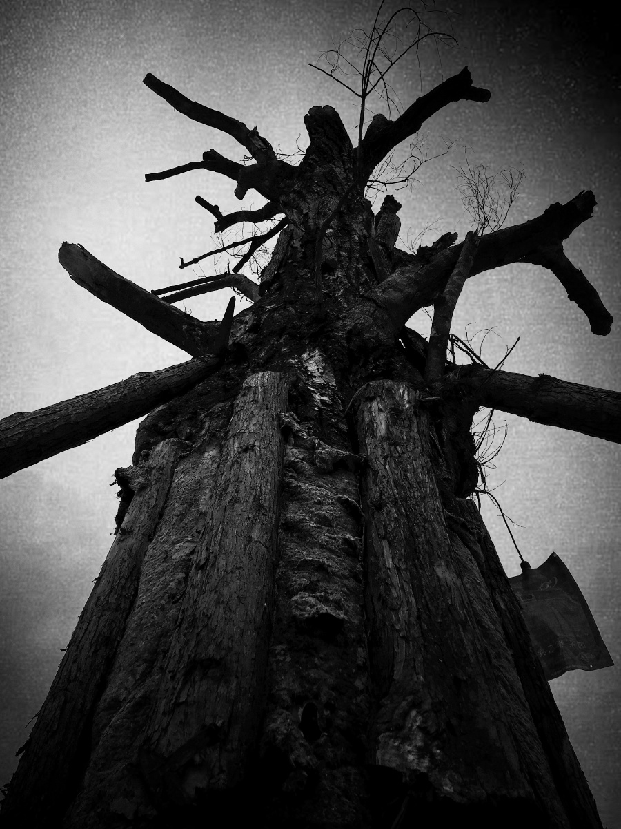 冬季造型枯木黑色设计艺术