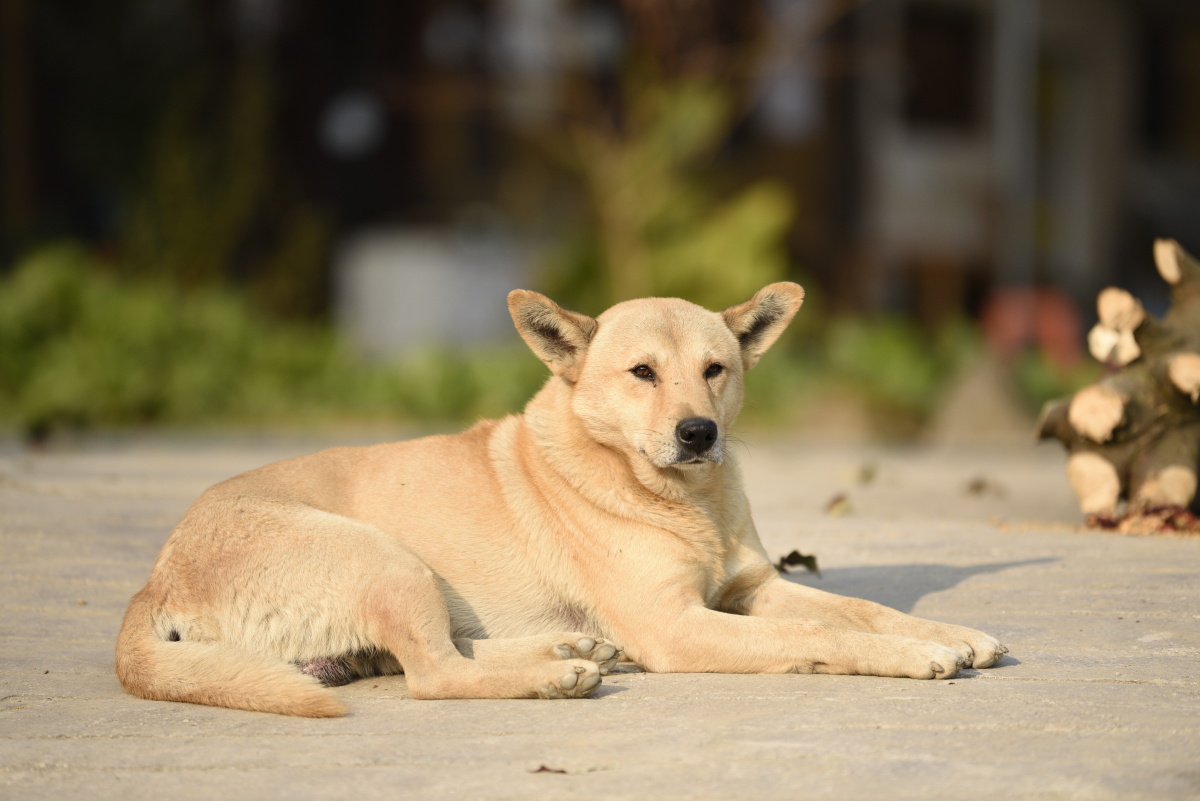 狗发财小辉看家狗宠物狗