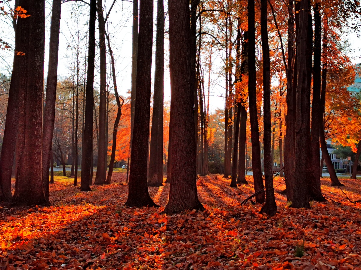 深秋的红枫林 - 摄影师周丹 - 图虫