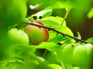 66E3DD0C-974F-4458-A746-6E850C6D2201/L0/001