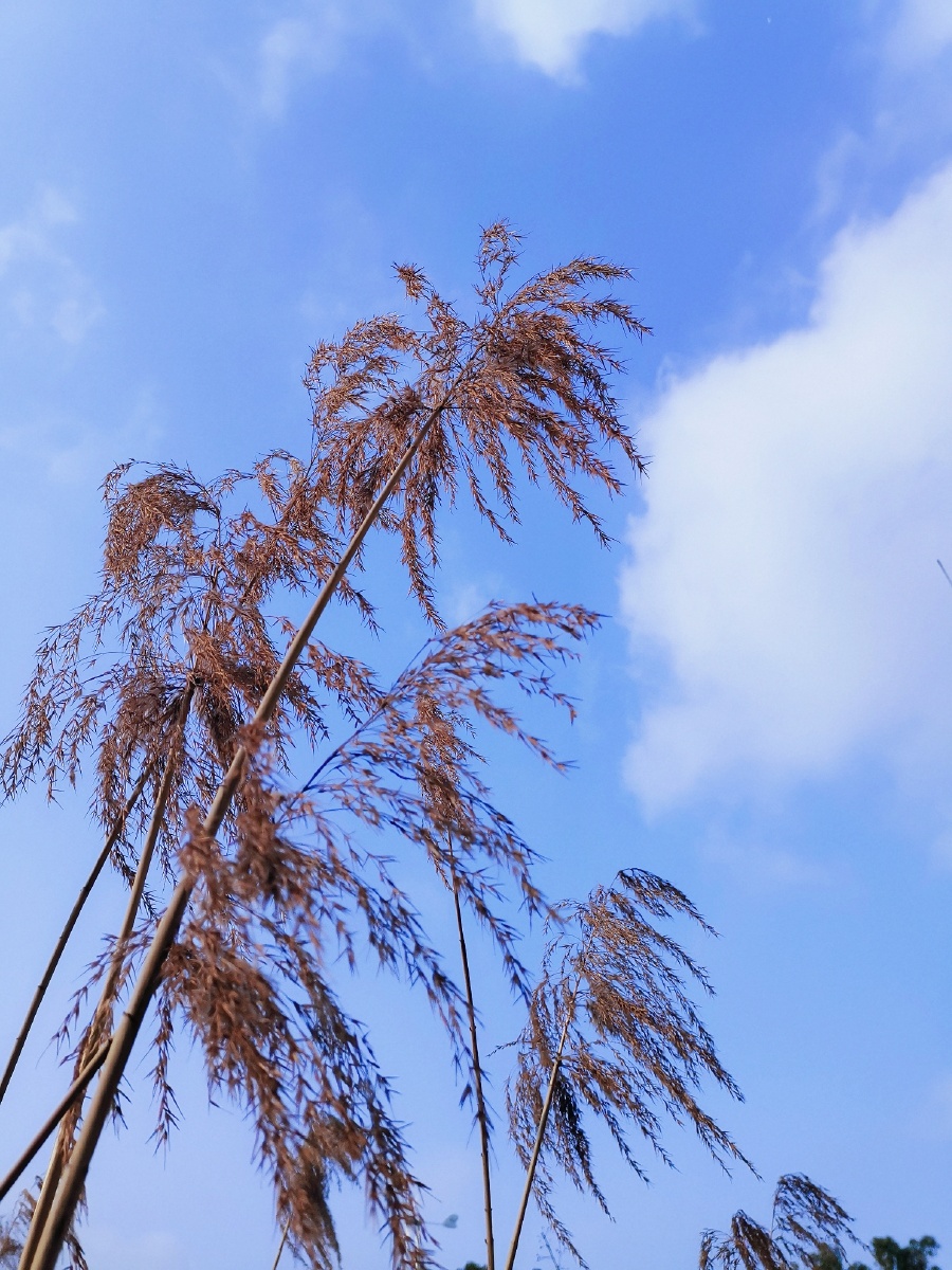 今日份极简摄影天空很蓝风也温柔