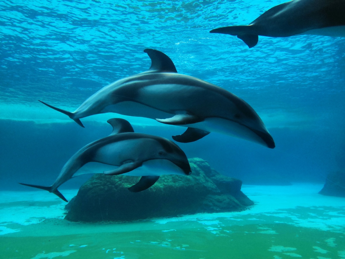 自由自在的海豚?,被治愈的时间