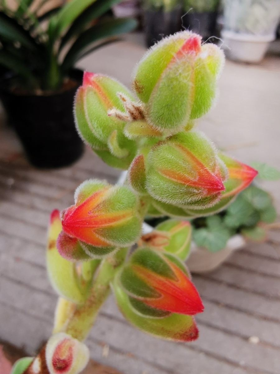 肉肉开花一点红