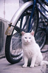 猫的肖像