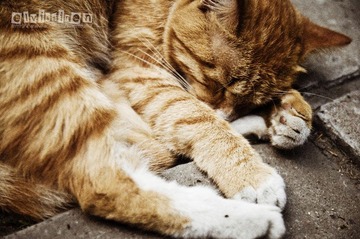 燕南的猫