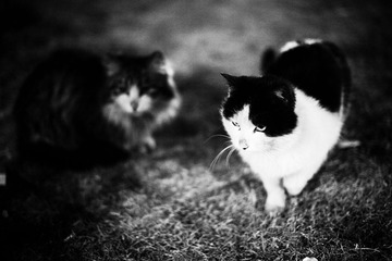 家门口的猫