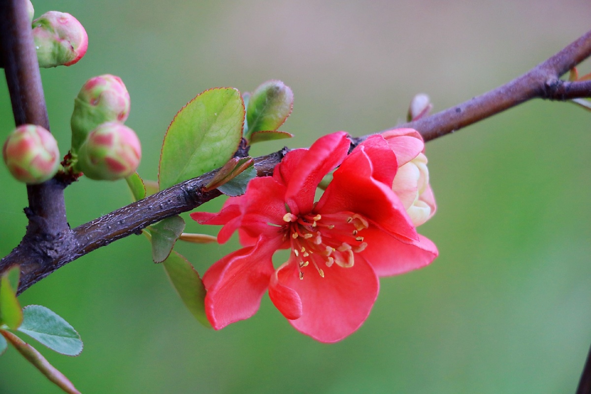 初春阳光下盛开的海棠花