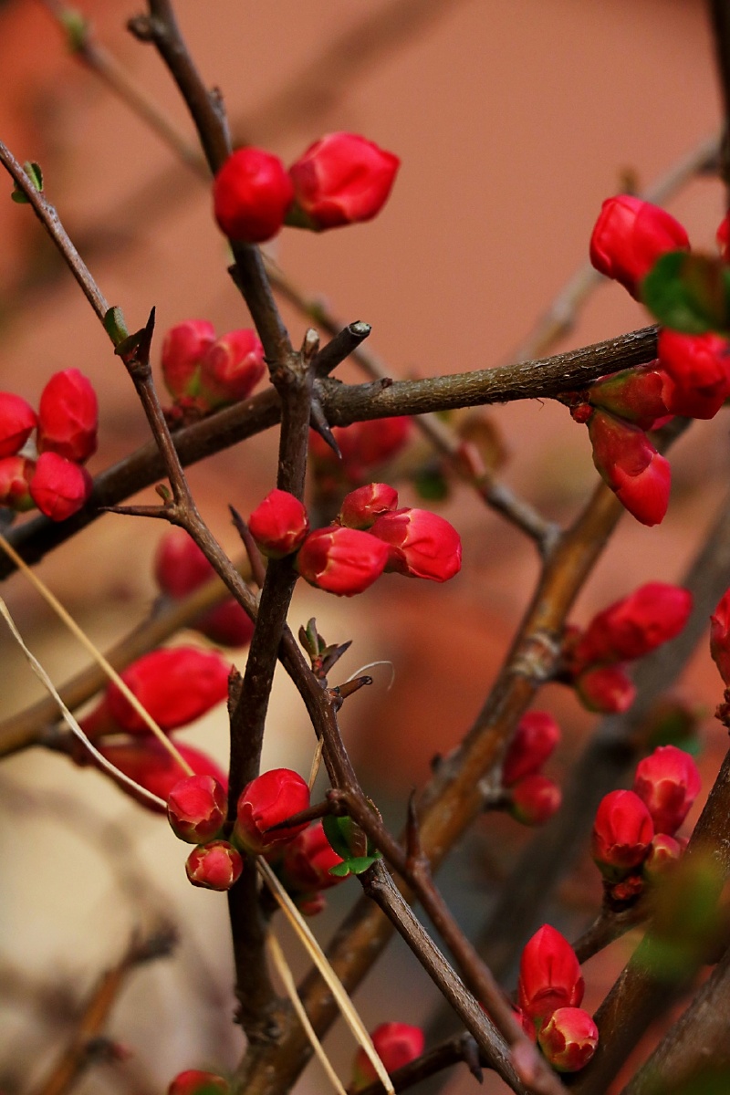 初春的海棠花 - 彼时此处 - 图虫